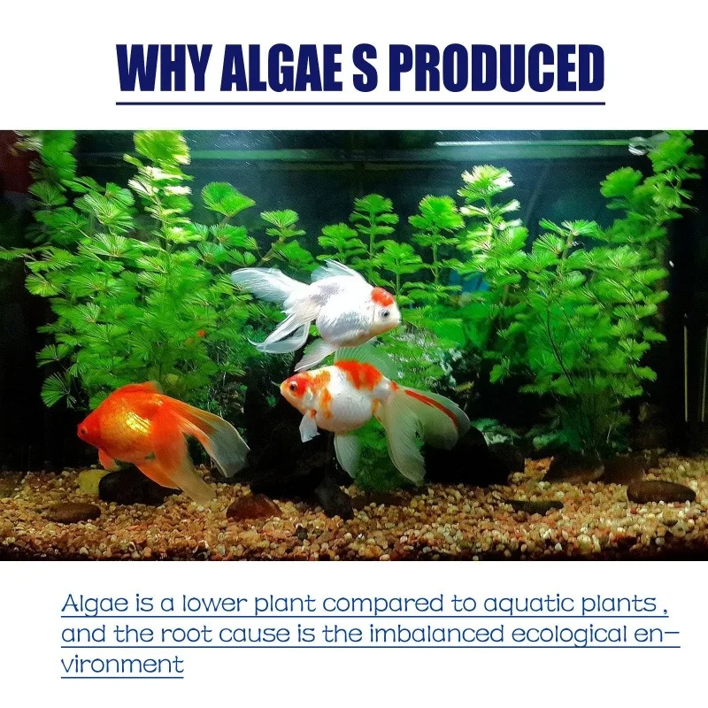 50g Yüksek Etkili Alg İlacı, A - Planted Aquarium Supplies incelemesi ve fiyatı