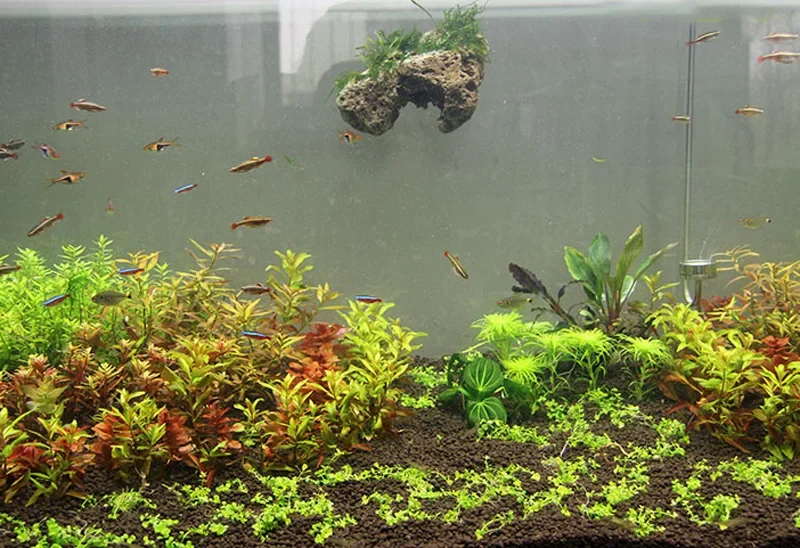 3 adet/grup Avatar yüzen gerçe - Aquarium Plants For Sale incelemesi ve fiyatı