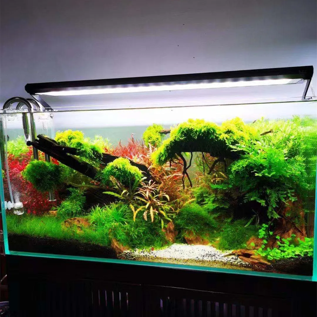 WEEK AQUA P Serisi Akvaryum Ta - Aquarium Plant On Top incelemesi ve fiyatı