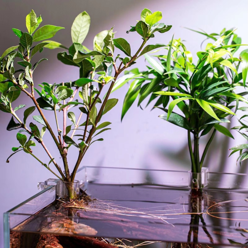 Sıcak Fırsat 6 adet Şeffaf Akv - Aquarium Plants For Sale incelemesi ve fiyatı
